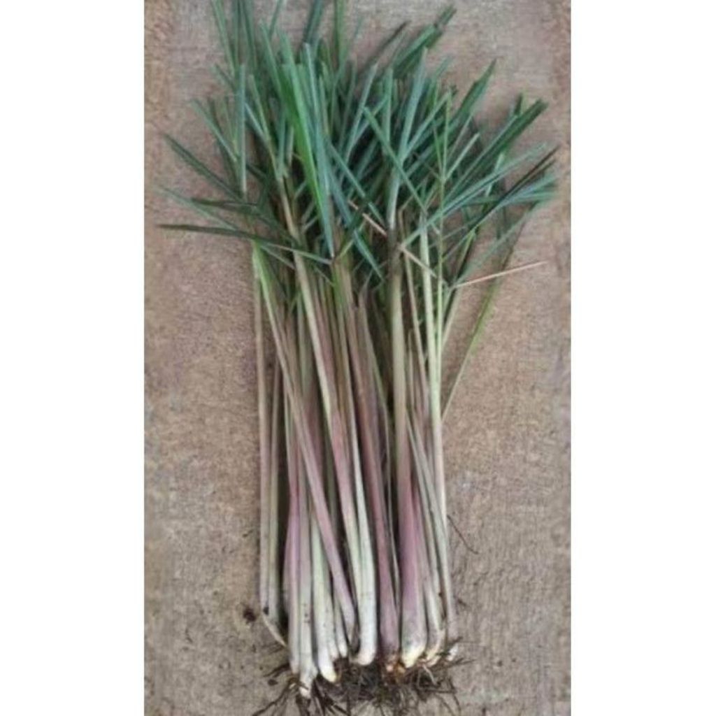 

serai wangi sereh merah asli fresh segar termurah 1 kg