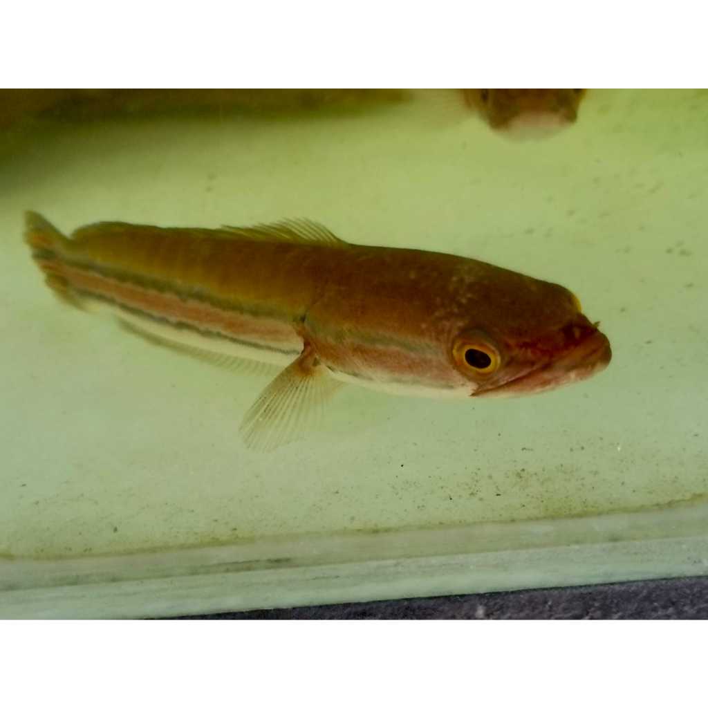 Ikan Hias Toman 15cm/ikan toman size 15cm