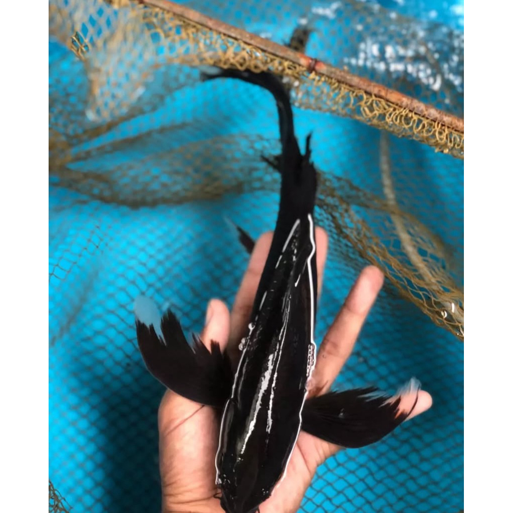 Ikan koi Karasu slayer 30cm - koi Blitar penari kolam- Koi Hitam slayer