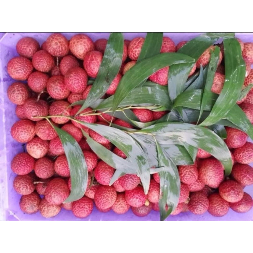 

Leci Merah Madu Muanis,fresh