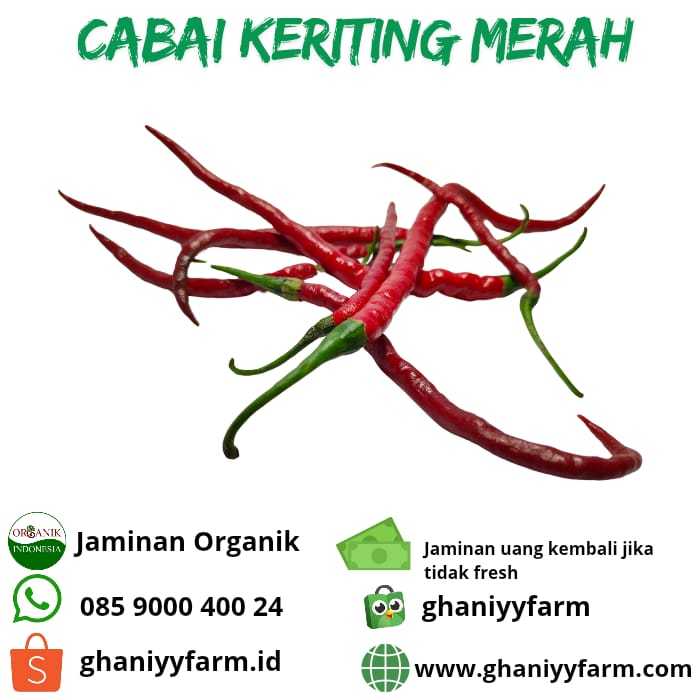 

Cabai Merah Keriting Organik 100 Gram
