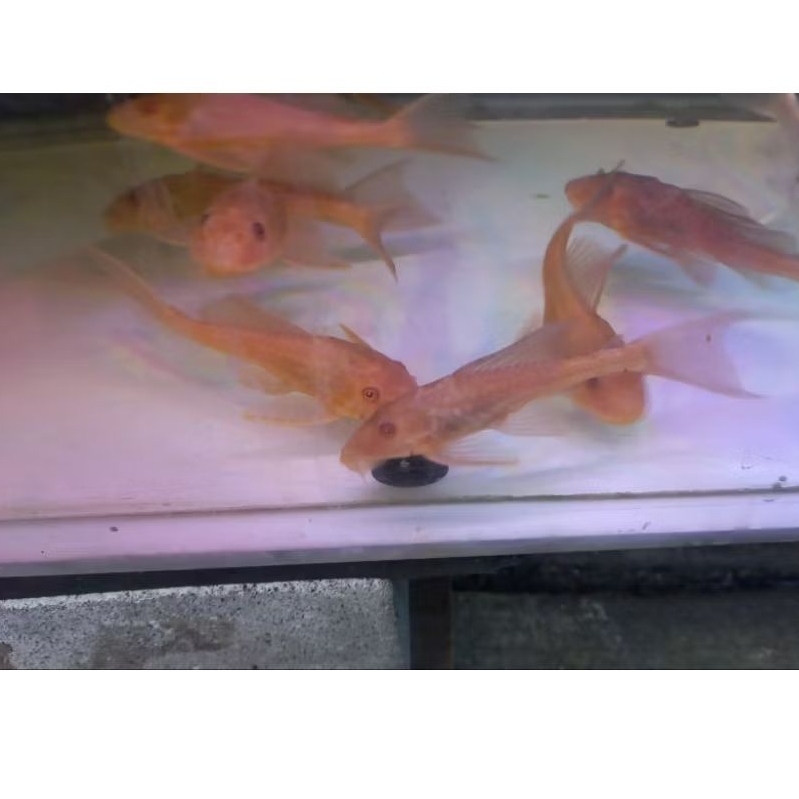 ikan sapu - sapu albino