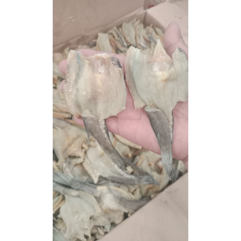 

iKan Asin gabus kecil Hrkk 1 Kg Fresh