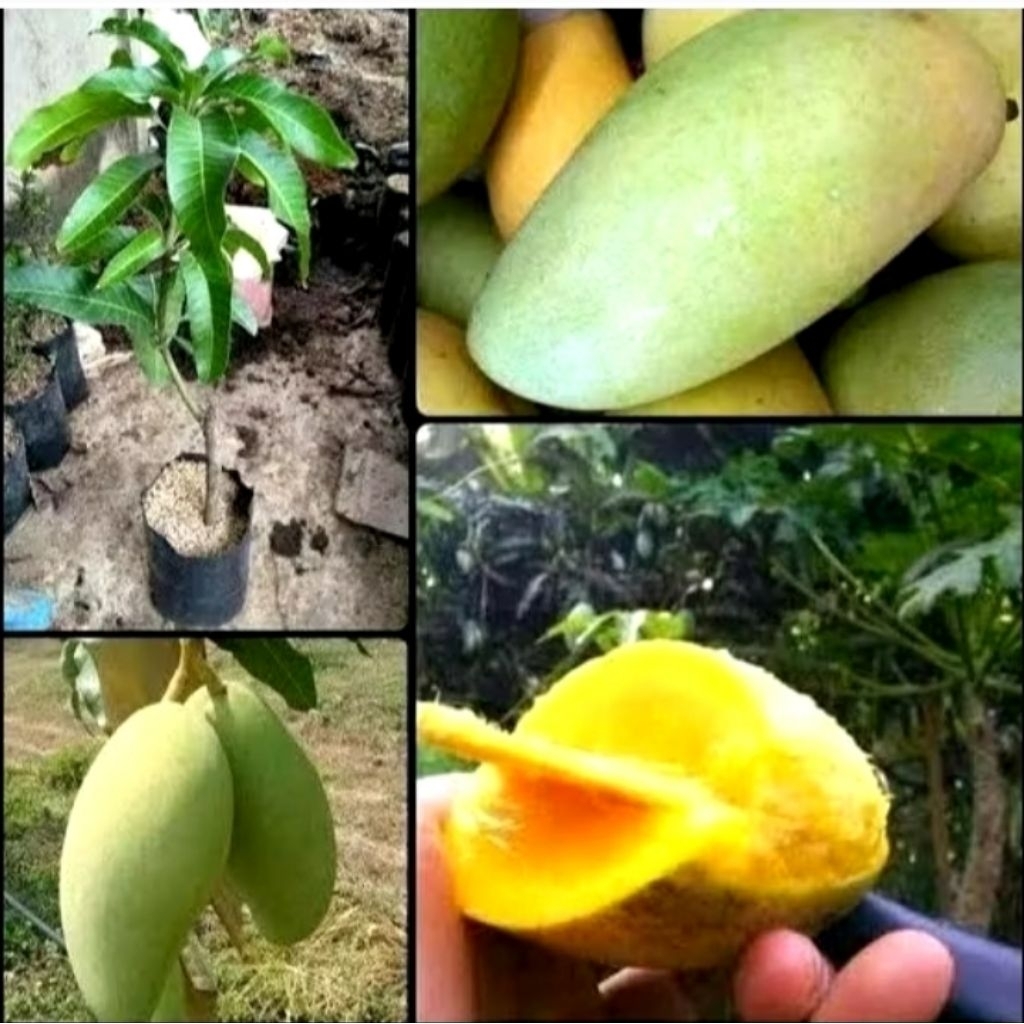 bibit buah mangga okyong okulasi