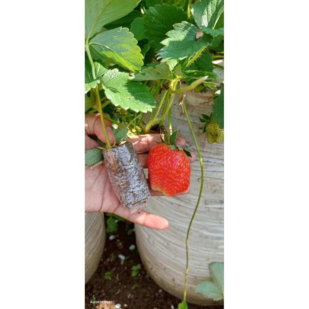 Bibit strawberry SAGAHONOKA