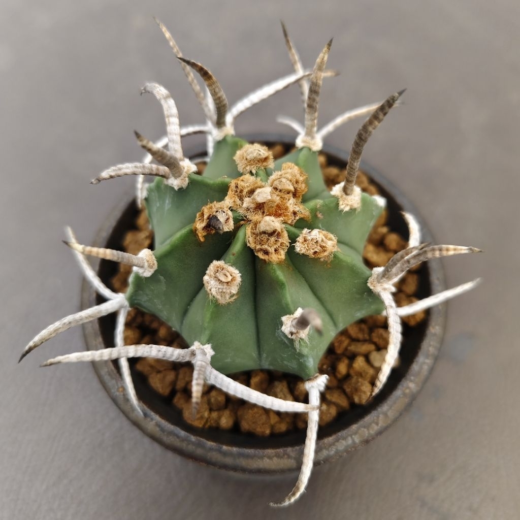 Tanaman Kaktus Astrophytum capricorne cv. Taiho-gyoku