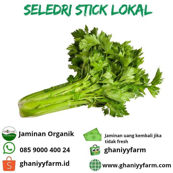 

Sayur Organik - Sayuran Sehat Daun Hijau Fresh Segar Sehat Alami Seledri Stick Celery Batang Organik Lokal Menurunkan Darah Tinggi 250 Gram