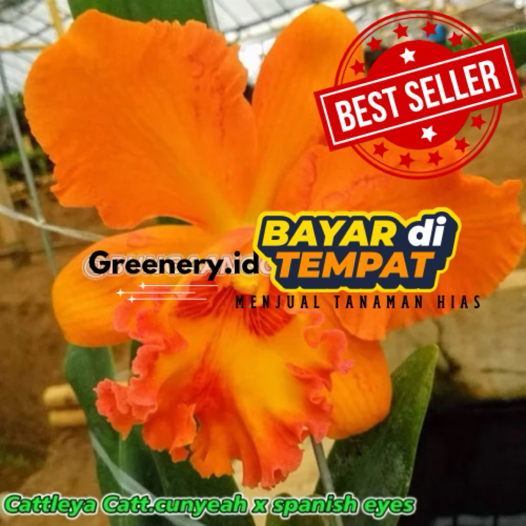 Anggrek Cattleya Cattcunyeah Dewasa Siap Berbunga