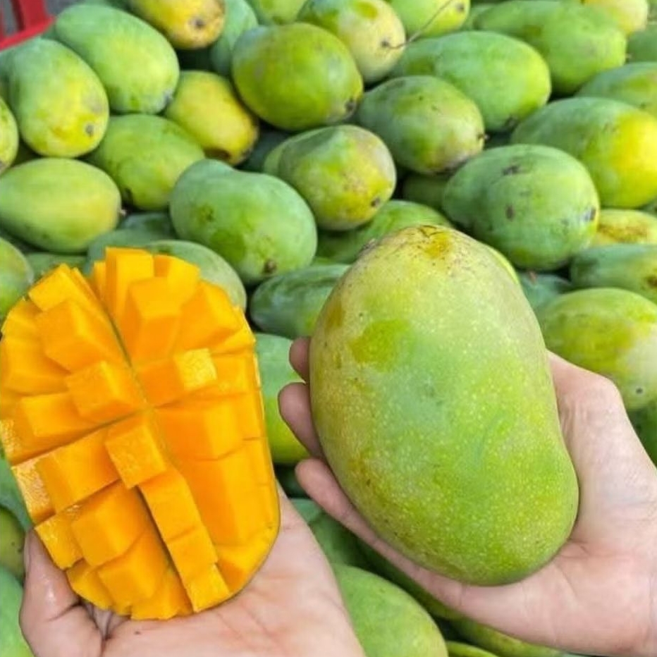 

MANGGA ALPUKAT JEPARA 1kg