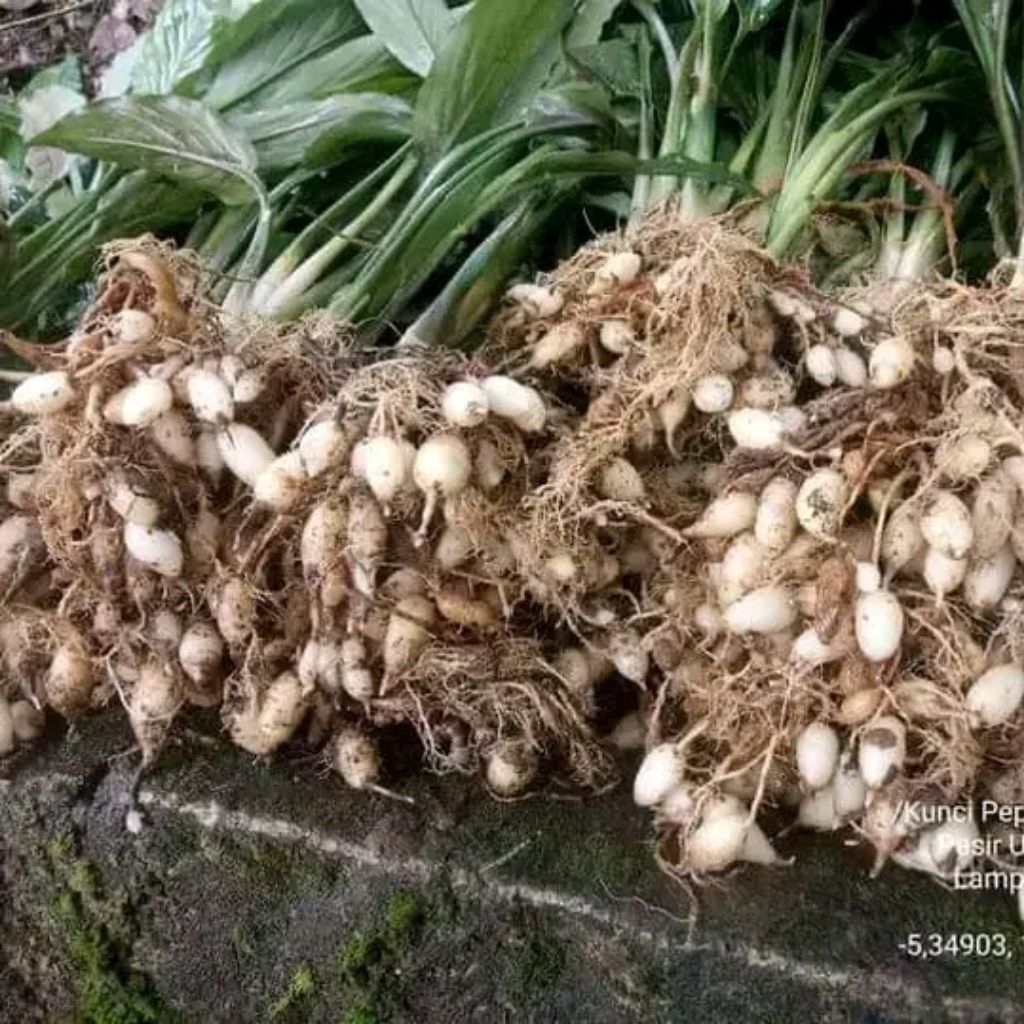 

TEMU RAPET | KUNCI PEPET 1KG | KUNIR PUTIH