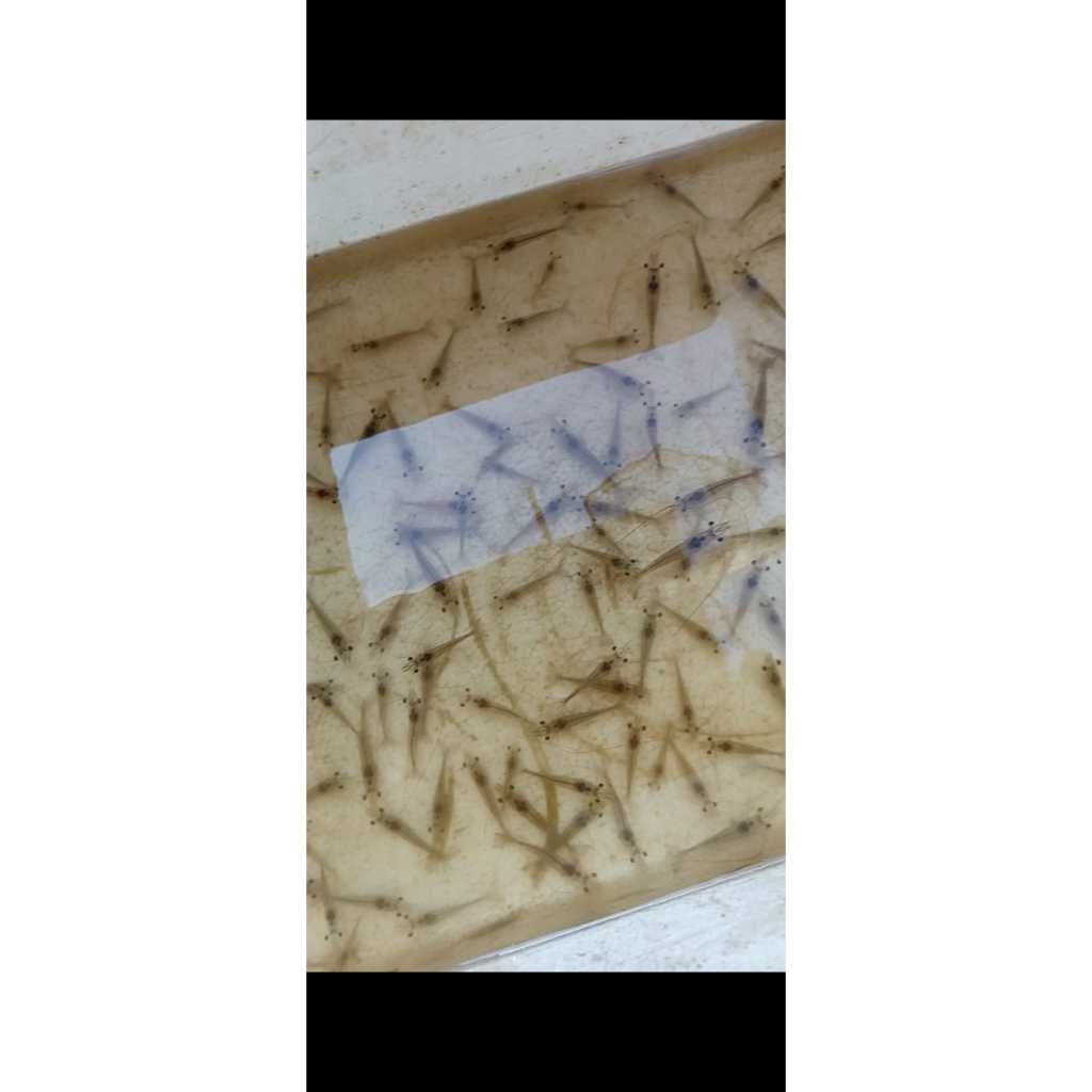 UdangVanameHidupPakanIkanPredatorUdangPancingUdangKecilUdangLautUdangPayau