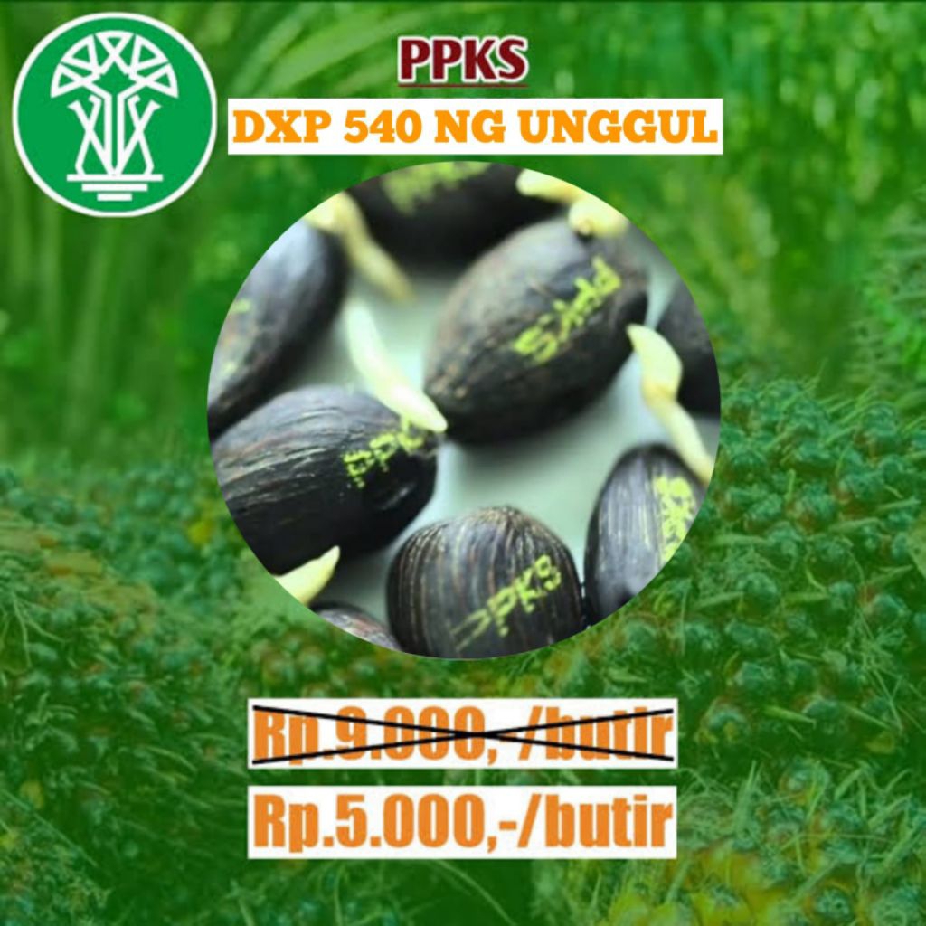 bibit sawit terunggul