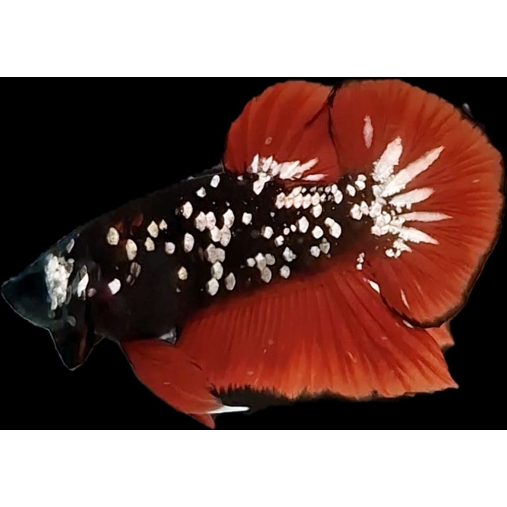 Box Isi Cupang pair Avatar cooper