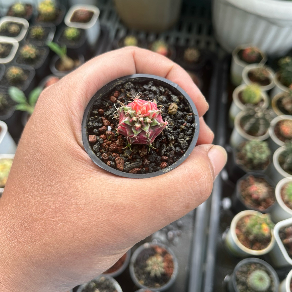 anakan kaktus gymno starfire berakar