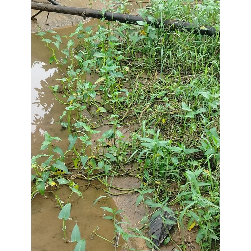 

sayur kangkung masih seger seger 1 iket