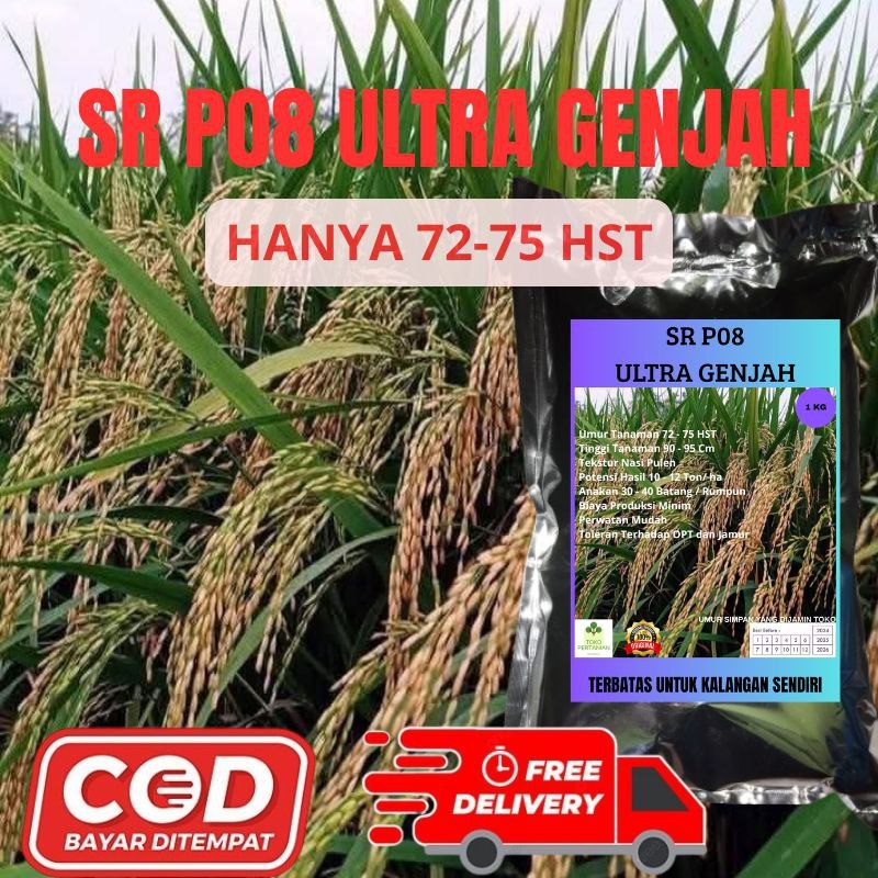 BENIH PADI P08 ULTRA GENJAH SR P08 GABAH BERKUALITAS PREMIUM BENIH PADI UMUR PENDEK