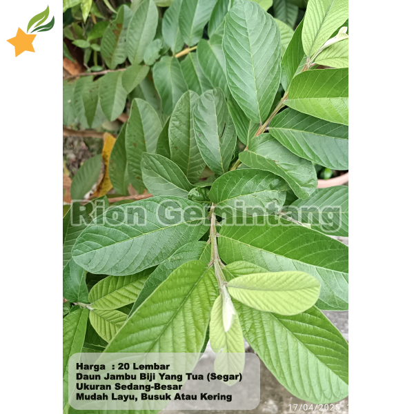 

Daun Tua Jambu Biji Per 20 Lembar