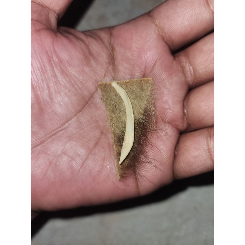 barang kuno peninggalan mbah stlngrjsngklhrm antik unik langka