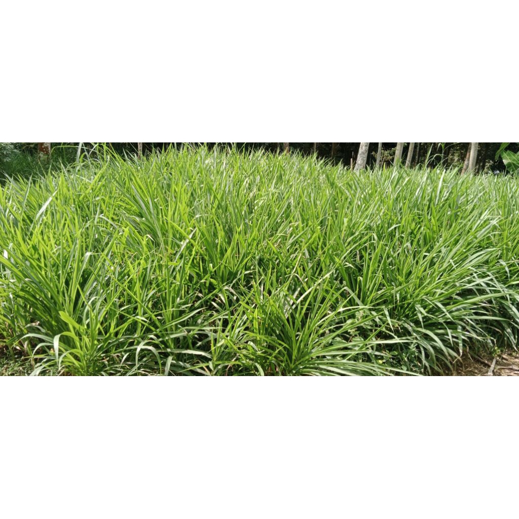 BIBIT RUMPUT ODOT SUPER