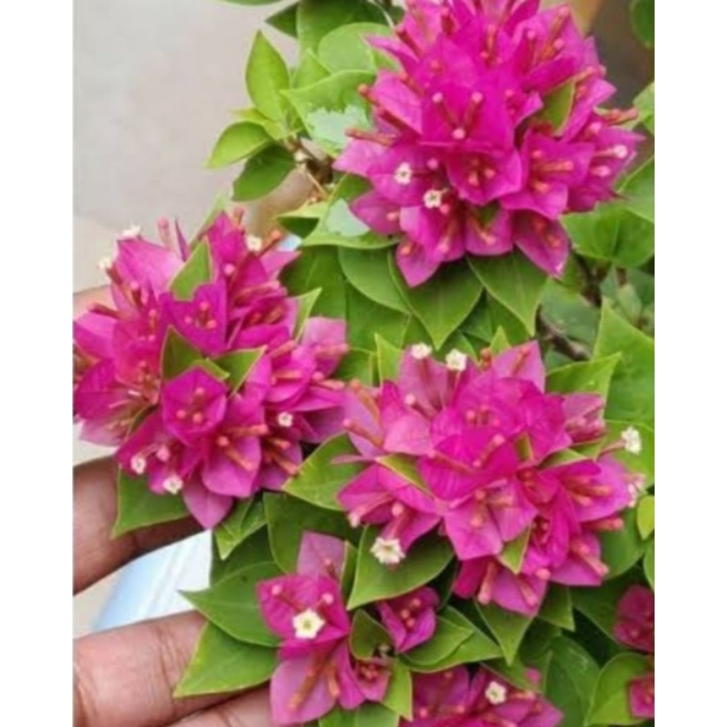 bougenville singapur