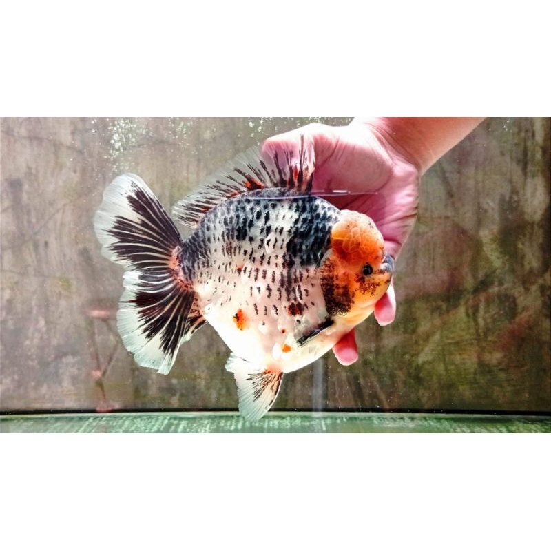 Ikan Hias Mas Koki Oranda Redwhite dan Pancawarna Grade High Quality