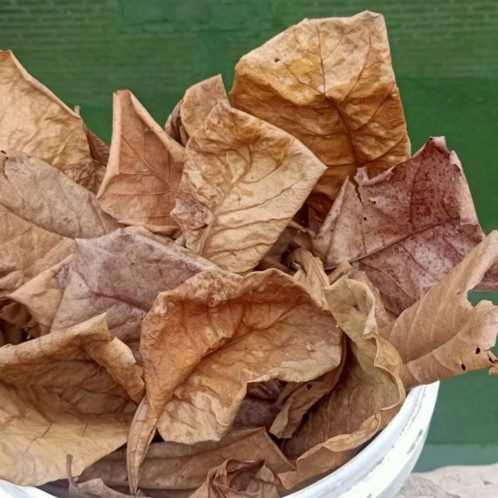 

Daun Ketapang Kering