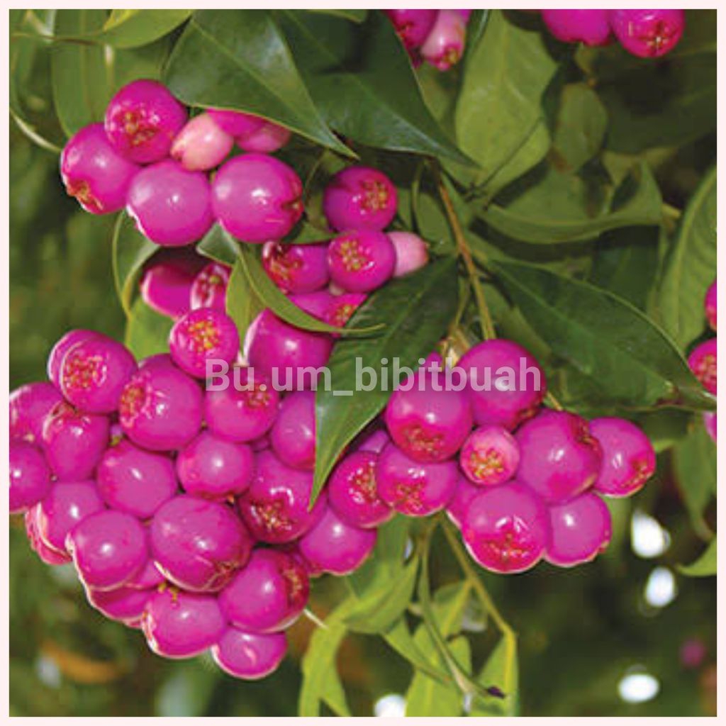 bibit tanaman jambu lili pily super