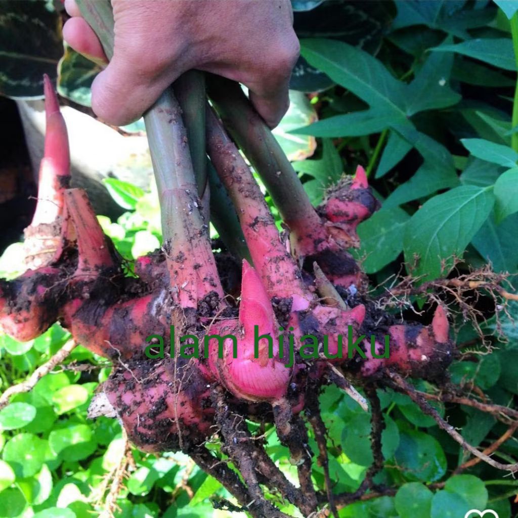 

bibit tanaman lengkuas merah untuk herbal