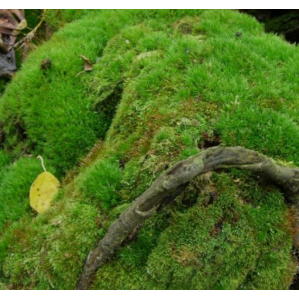 Lumut Bonsai | Lumut Hutan | Lumut Hias | Lumut Hidup Fresh Moss Bonsai 250 gr