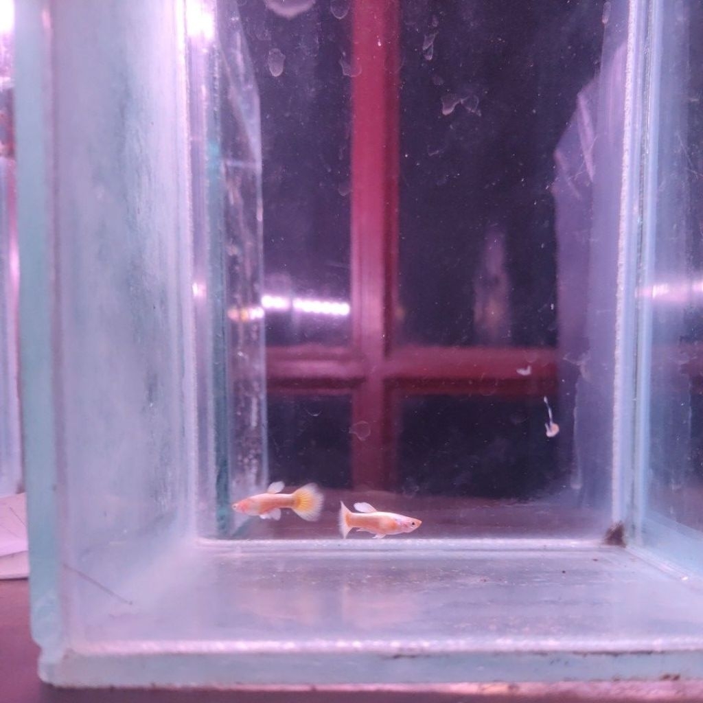 Guppy full gold lokal grade A