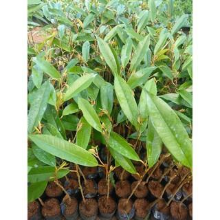 BIBIT BABY DURIAN MUSANGKING SAMBUNG PUCUK BERKUALITAS (10 PCS)