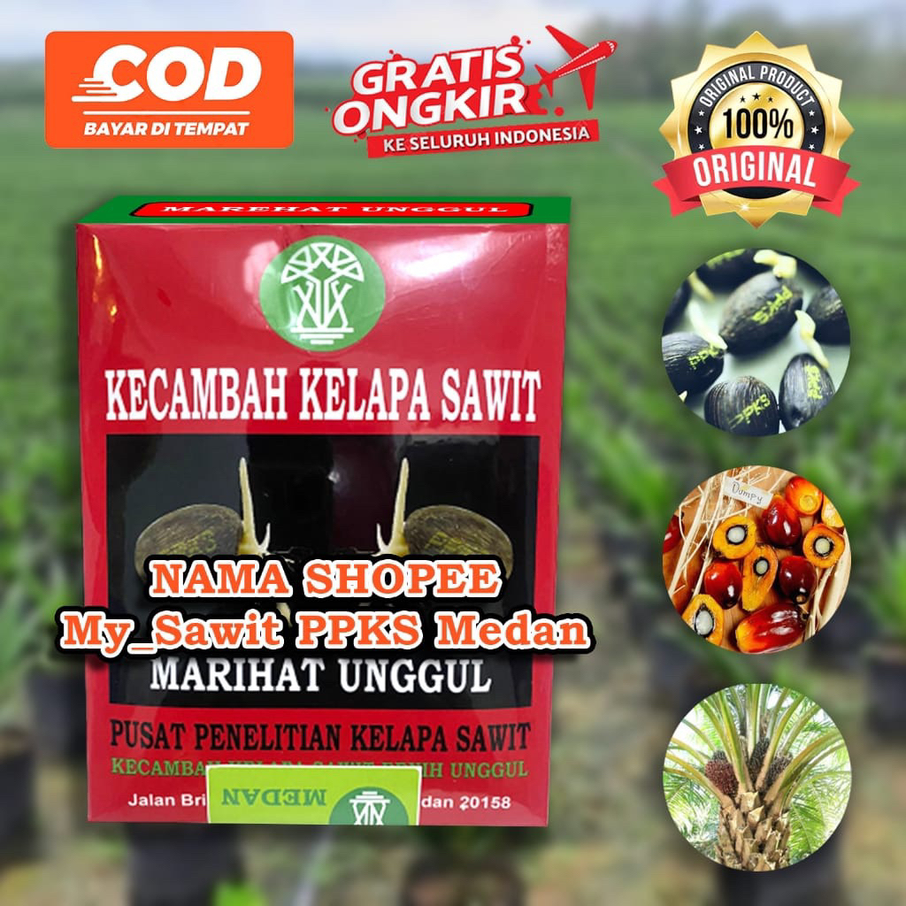 Bibit kecambah sawit DXP MARIHAT kwalitas unggul
