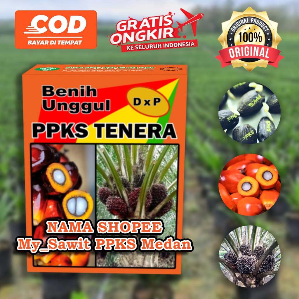 Bibit kecambah sawit DXP PPKS TENERA