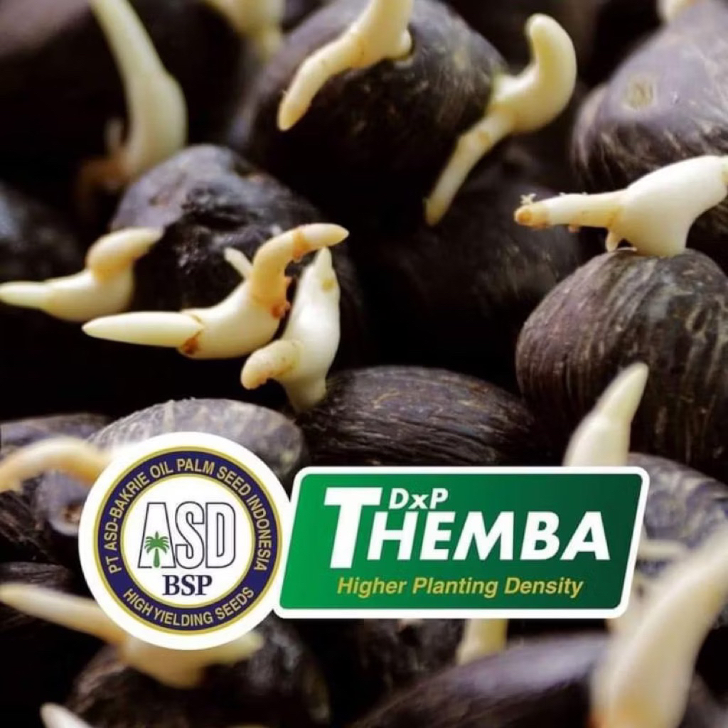 Bibit kecambah sawit DXP THEMBA kwalitas unggul