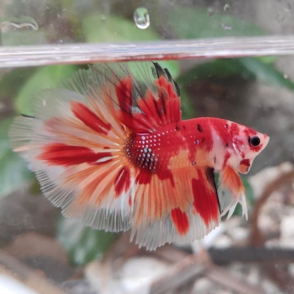 HM Koi Galaxy ( Top Grade )