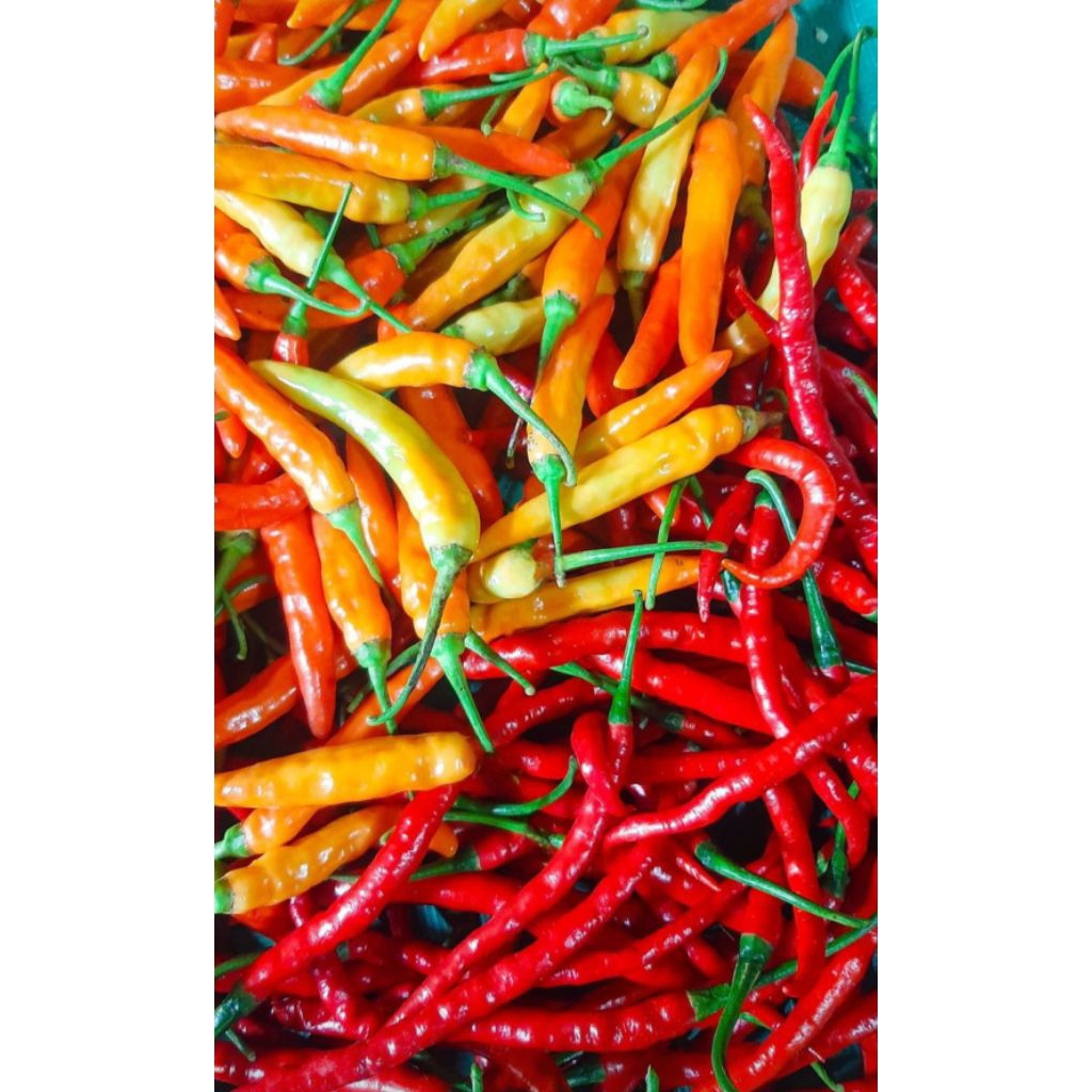 

cabe campur rawit merah+keriting merah 250gr