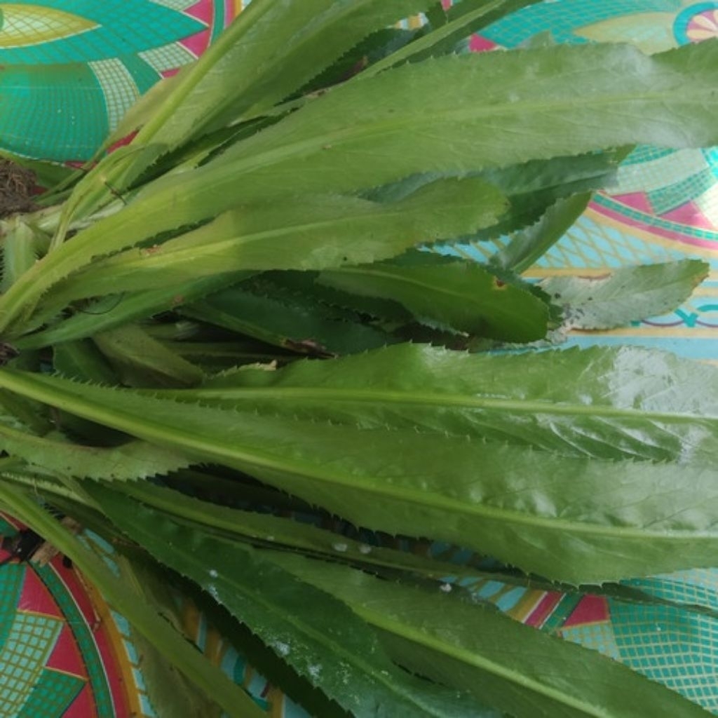 

Tanaman walang sangit walang china herbal 4 pohon