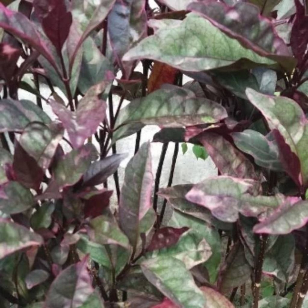 

Daun kopi hitam herbal obat 100grm