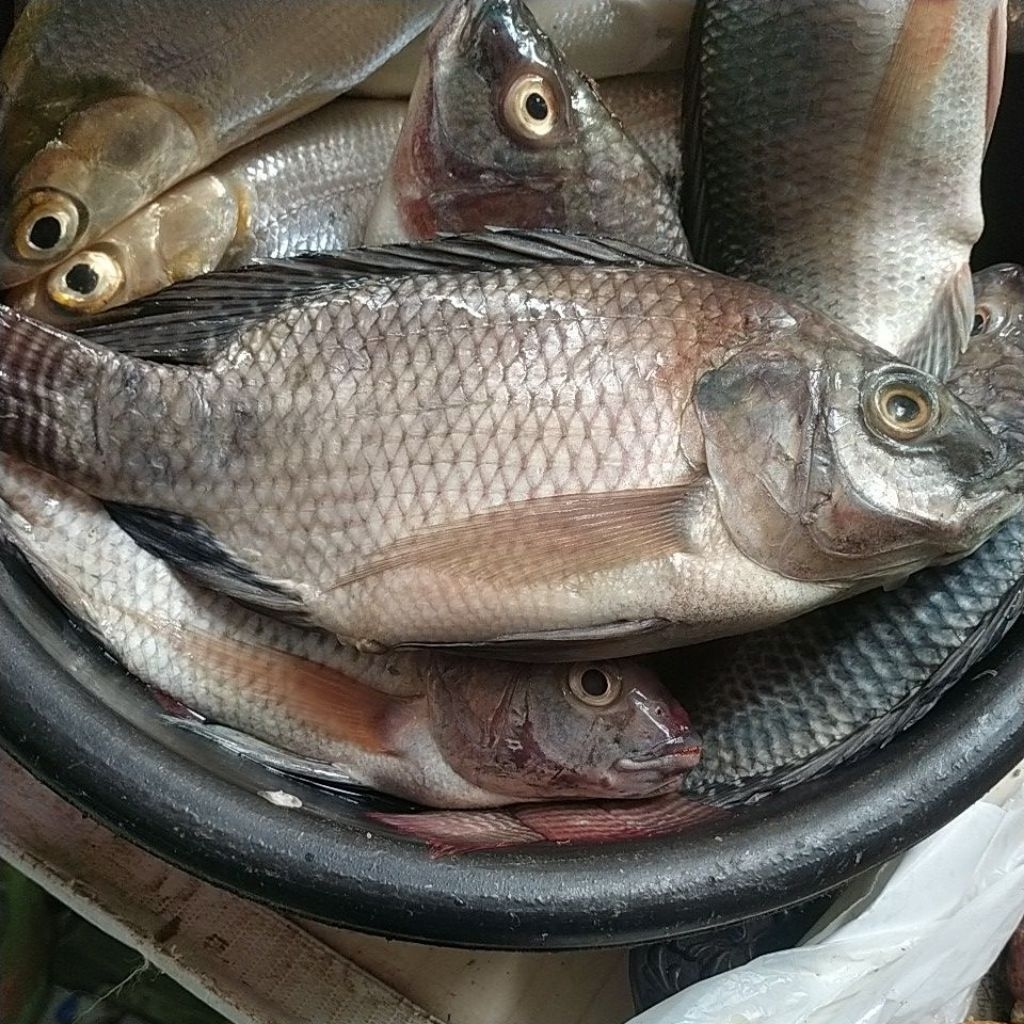 

ikan mujair 500gr isi 3