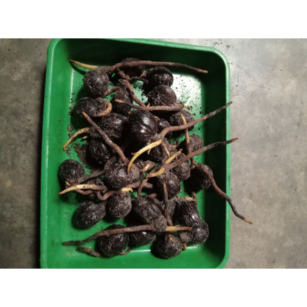 bibit pala kecambah,/10 biji