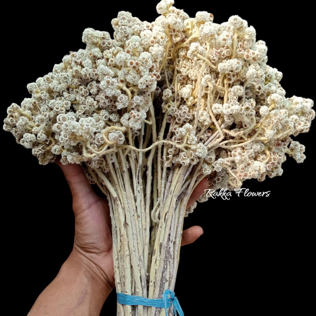 Harga Reseller{50+ tangkai} tangkai/Bunga Kering/Edelweis BROMO/Kualitas