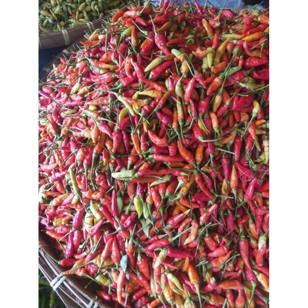 

LOMBOK GALAK MERAH