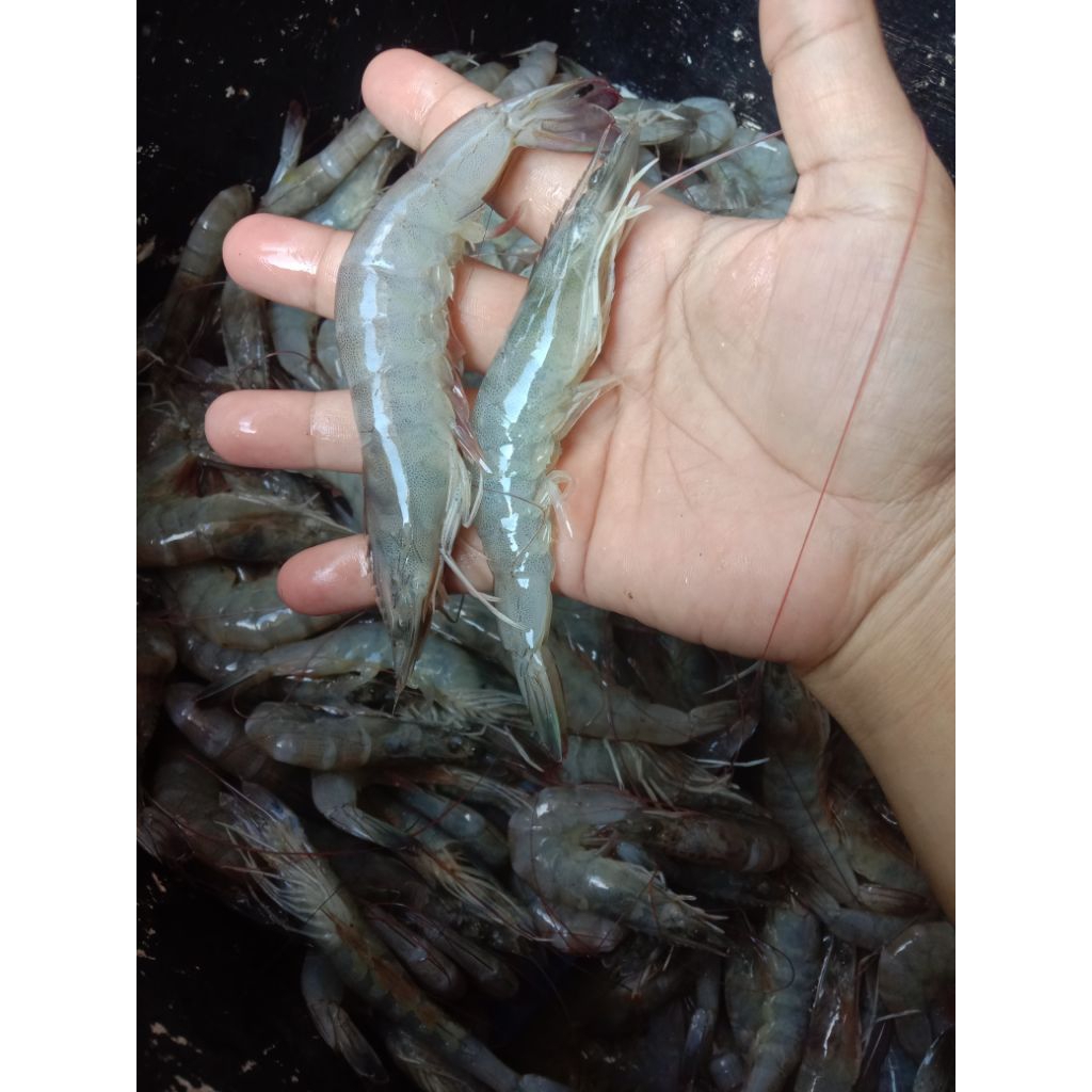 

Udang vanami