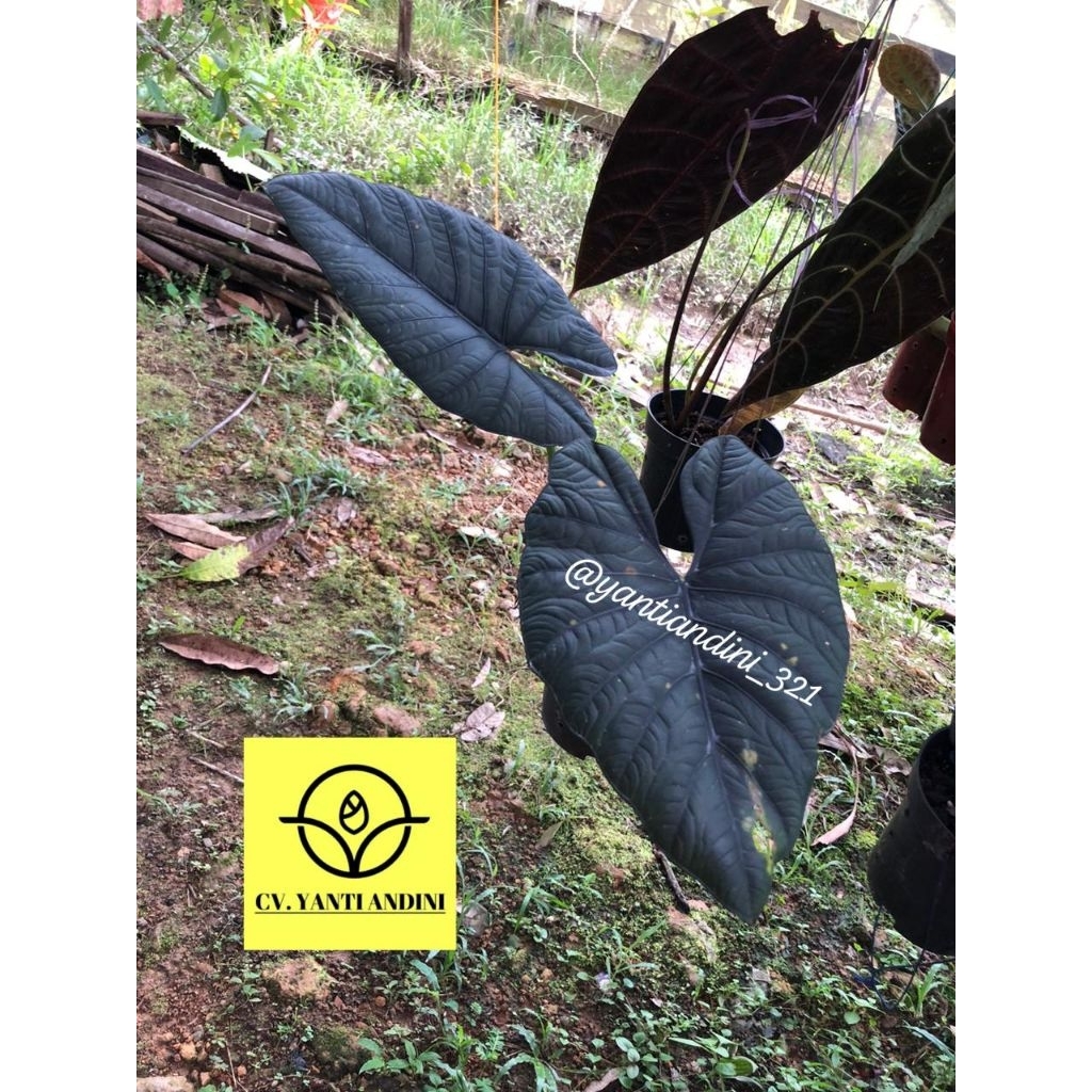 Alocasia Nebula Borneo