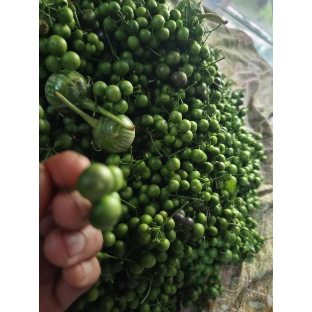 

buah sayuran rimbang lenca