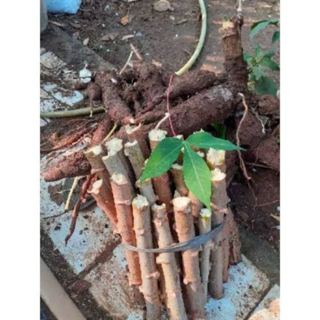 

Batang stek singkong thailand lokal enak