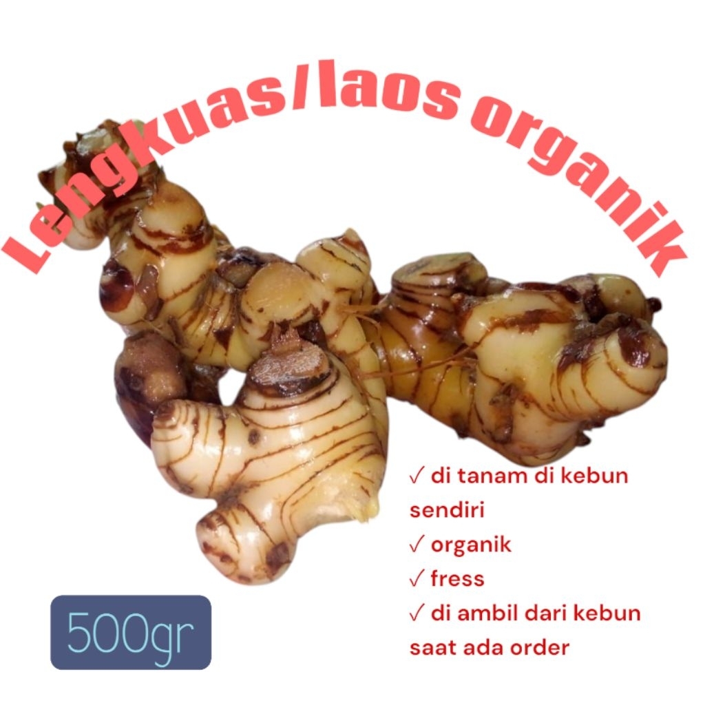 

lengkuas/laos organik fress segar 500gr