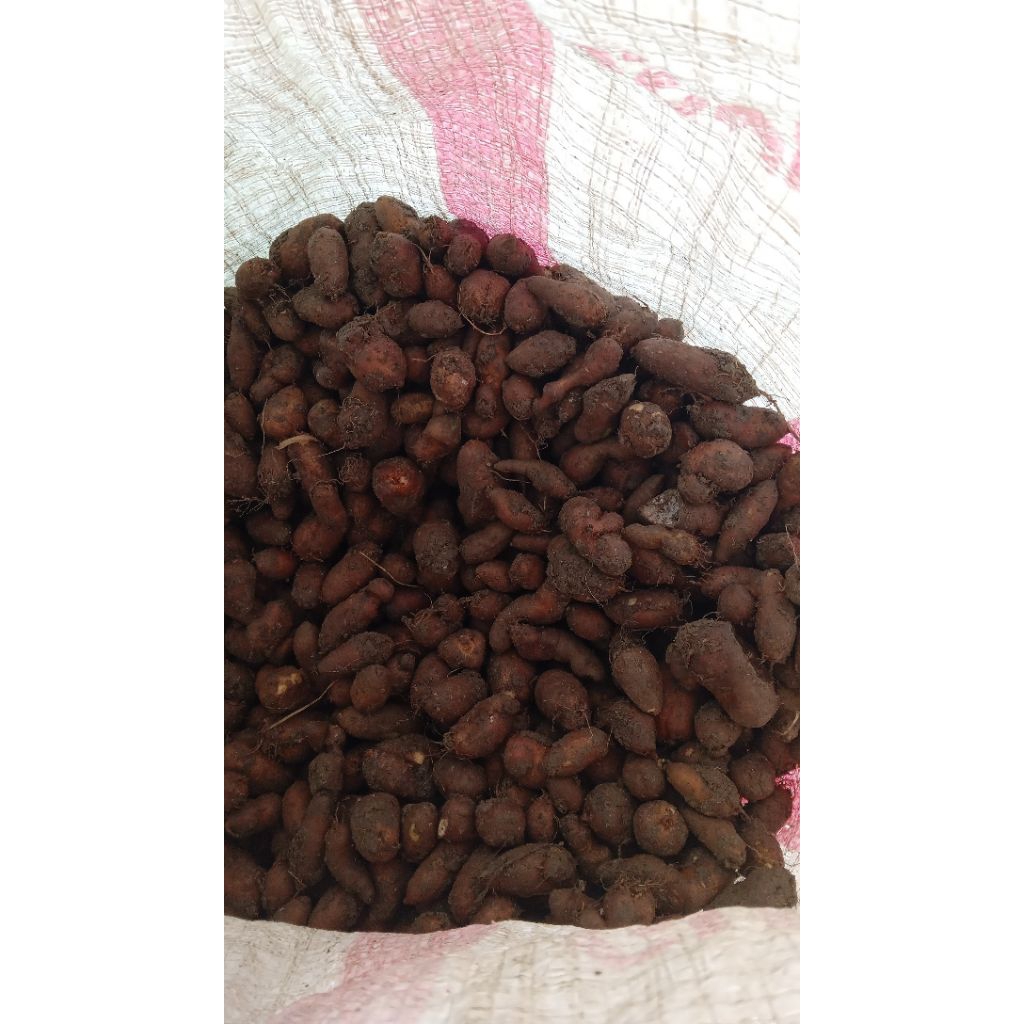 

Kentang Bulu