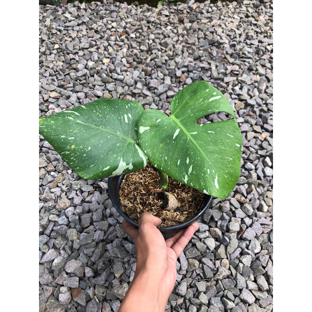 Monstera thai collection