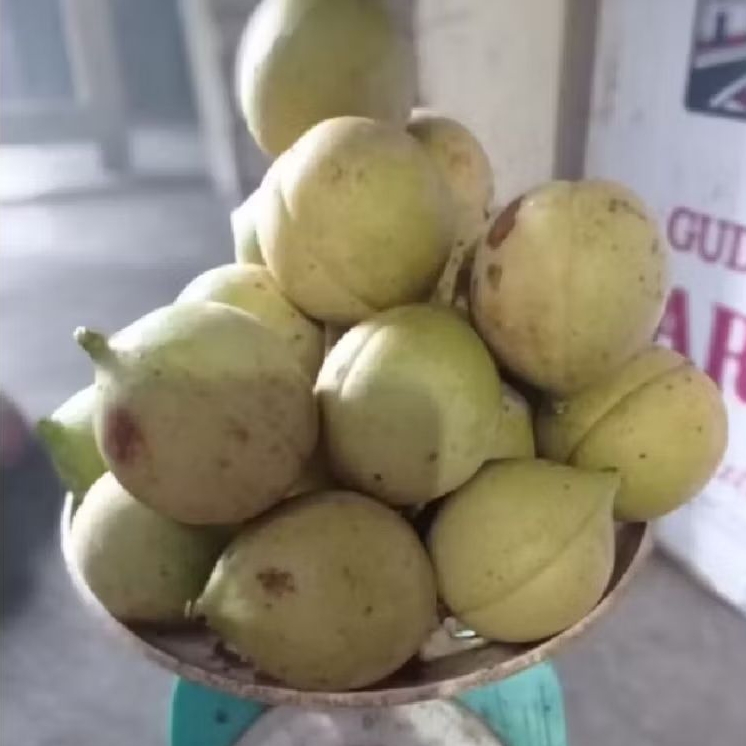 

buah pala muda segar cocok di bikin manisan